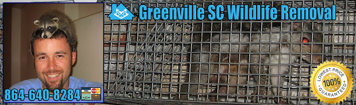 Greenville Wildlife and Animal Removal